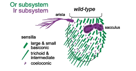 BMC Biology (@bmcbiology) on Twitter photo New #openaccess research from Richard Benton <a href="/bentonlab/">Richard Benton</a> and co. characterizing #Drosophila #olfactory subsystems identifies a new protein - Osiris 8 - required for #insect #pheromone detection. bit.ly/3SVhL2E #odorant #scRNAseq #RNAseq #transcriptomics New #openaccess research from Richard Benton <a href="/bentonlab/">Richard Benton</a> and co. characterizing #Drosophila #olfactory subsystems identifies a new protein - Osiris 8 - required for #insect #pheromone detection. bit.ly/3SVhL2E #odorant #scRNAseq #RNAseq #transcriptomics