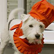 DogYearsTV tweet media