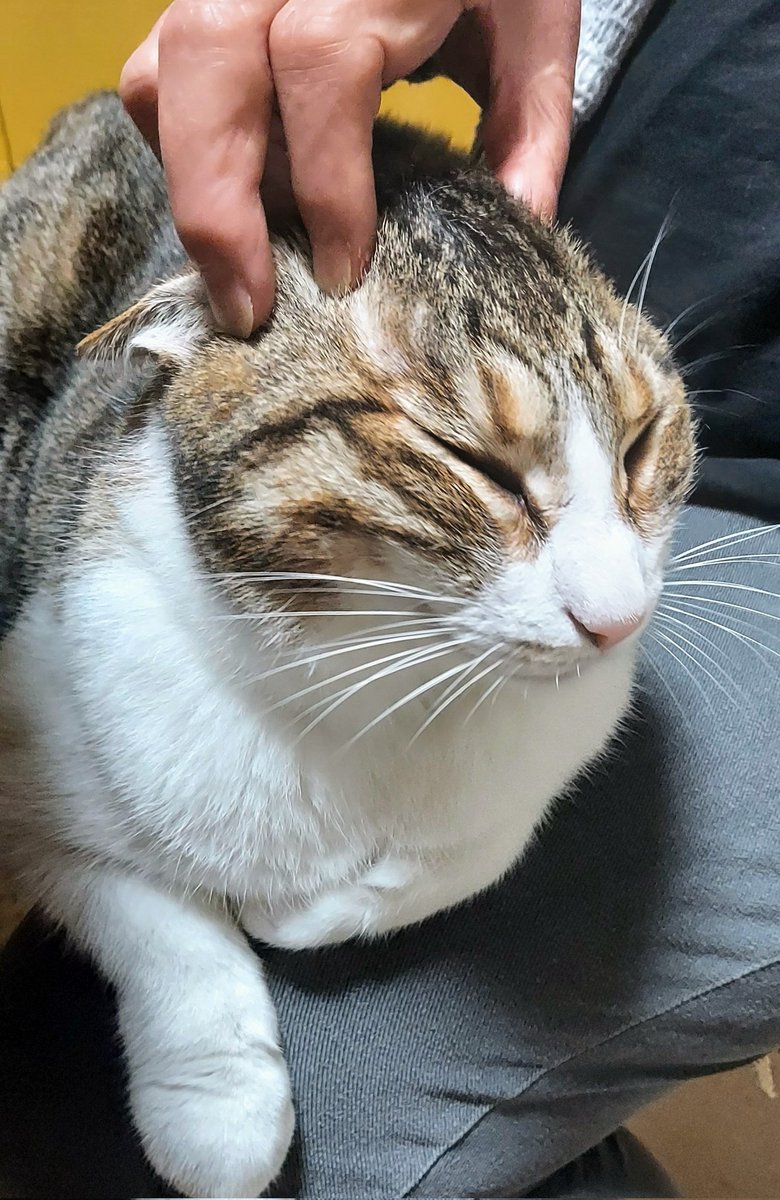 今回生動画交換していただいて獲得した蟇郡と。母にキュてマッサージされてキュてしてるヌッコ 