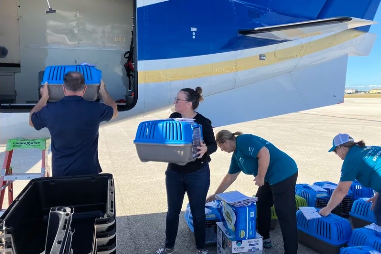 CollierCFFL's tweet photo. Your donations are making a difference! @HSNaples received a $10,000 grant from the #colliercomestogether fund for Operation Rescue - a program to transport dogs & cats left homeless by #HurricaneIan to shelters where they will be adopted. Learn more at https://t.co/sRGUgwIag5 https://t.co/fGl75BZ3ZZ