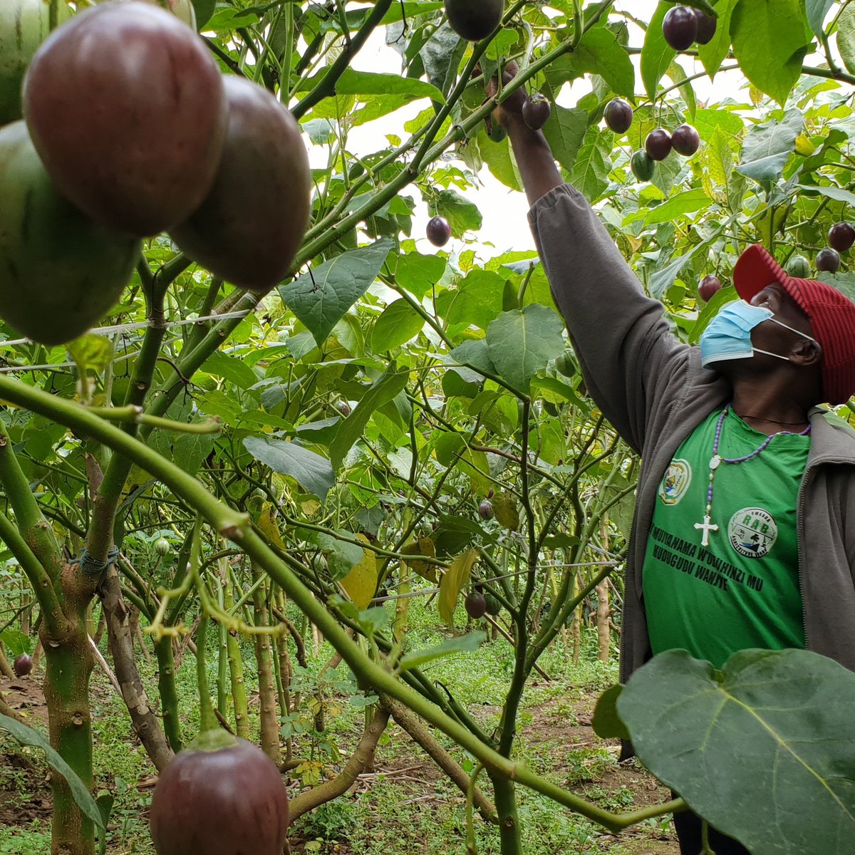 MumararunguDia1's tweet photo. 🚩Tree tomato farming
#Treetomatoes grow well in areas that are well-drained and receive adequate sunlight. The soil should be well-aerated to allow root penetration.
They are relatively resistant to diseases. However, it is affected by powdery mildew, whiteflies etc. https://t.co/R3hM08ibcm