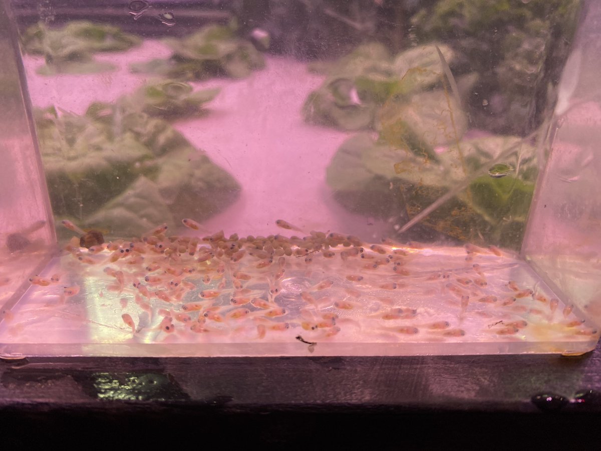 IHS S.T.E.A.M (@aquaponicsihs) on Twitter photo First 22/23’ clutch of tilapia fry successfully delivered by aquaponic major Theo Demopoulos👨🏻🍼🐟 <a href="/Principal_Lytz/">Brian Lytz</a> First 22/23’ clutch of tilapia fry successfully delivered by aquaponic major Theo Demopoulos👨🏻🍼🐟 <a href="/Principal_Lytz/">Brian Lytz</a>