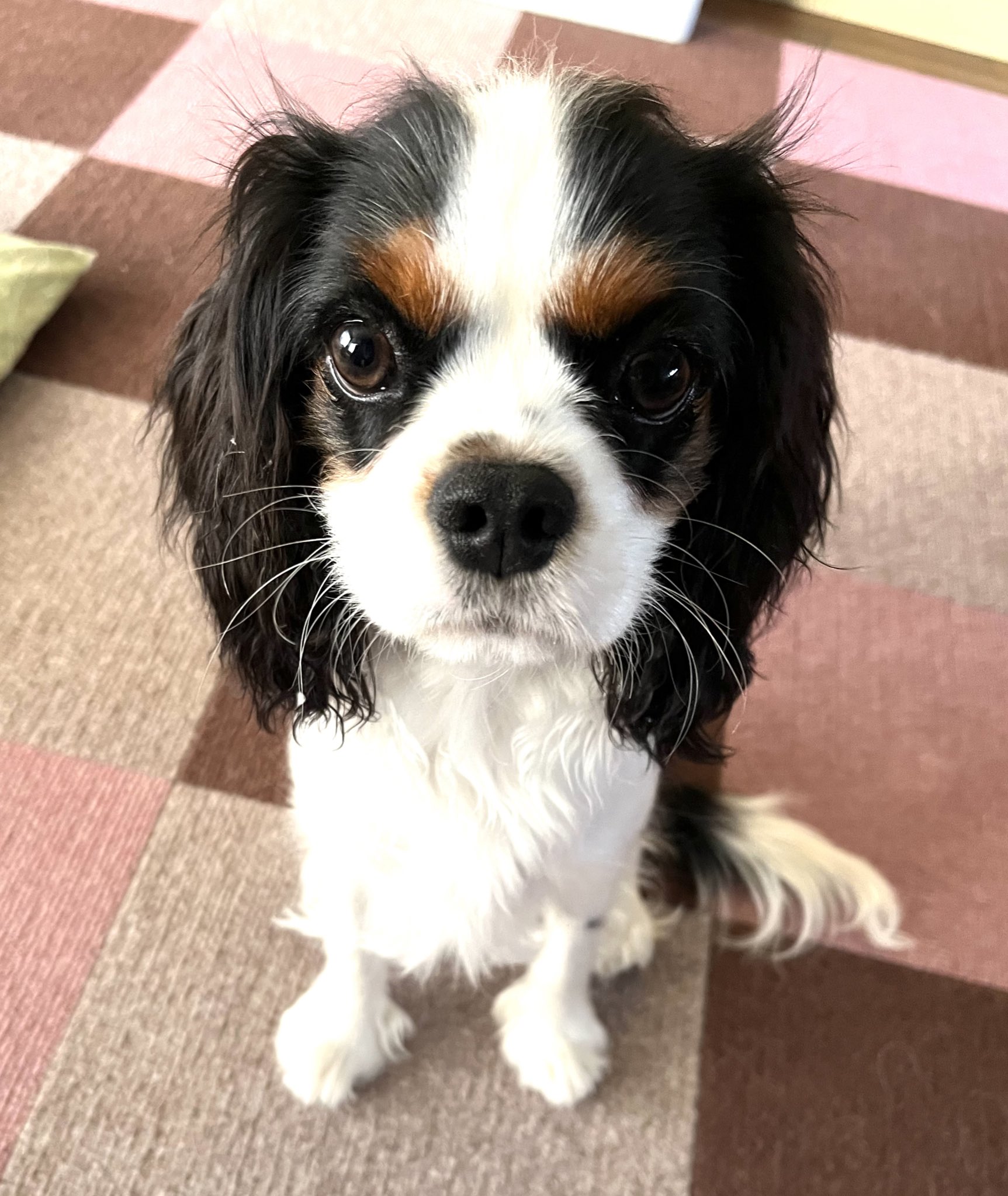 尾丸鼻ぺちゃ様♥️パグ 印鑑スタンド 箸置き 尾丸鼻ぺちゃ様♥️パグ 印鑑スタンド 箸置き