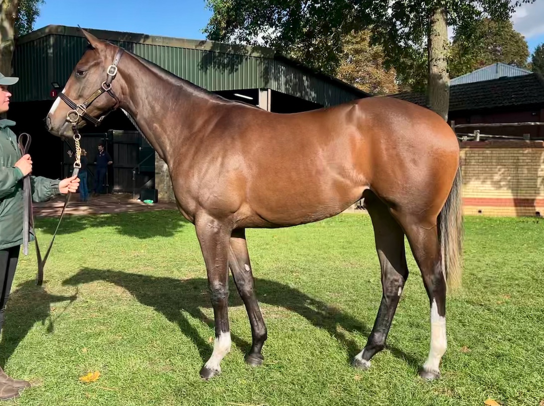 💫 Lot 928 raises the Book 2 bar for ADVERTISE, <a href="/AstonMullins/">Aston Mullins Stud</a> offered this gorgeous filly today at <a href="/Tattersalls1766/">Tattersalls</a> where she fetched £200,000, bought  by <a href="/JohnKilbride/">John Kilbride</a> &amp; Jack Channon. Cant wait to see her hit the track! 💫