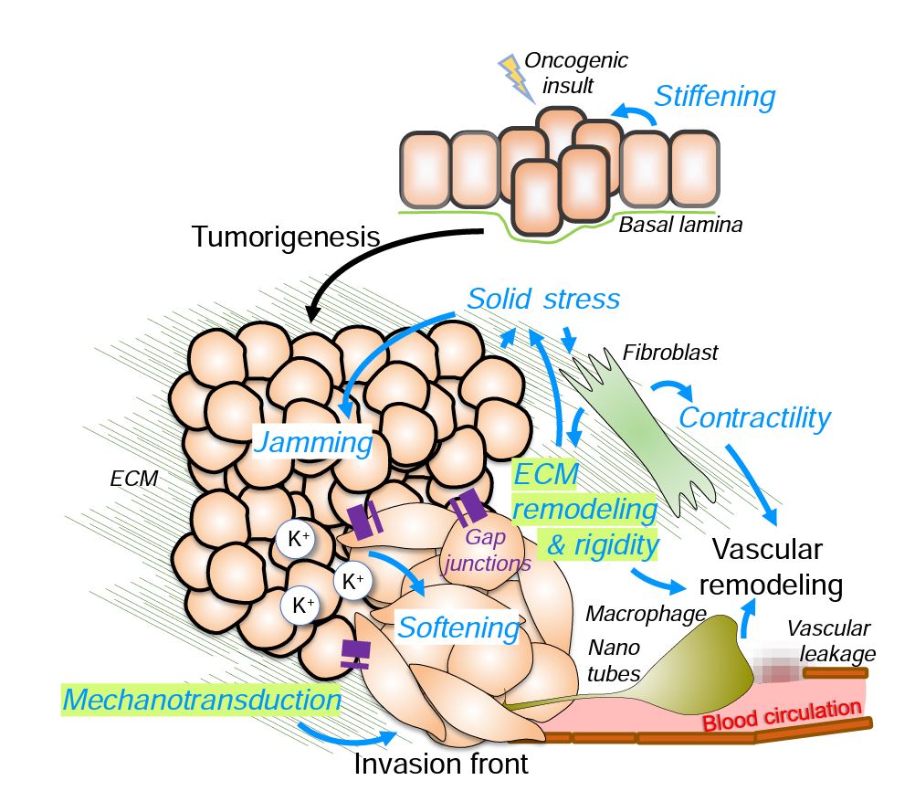 Cancer Research tweet media