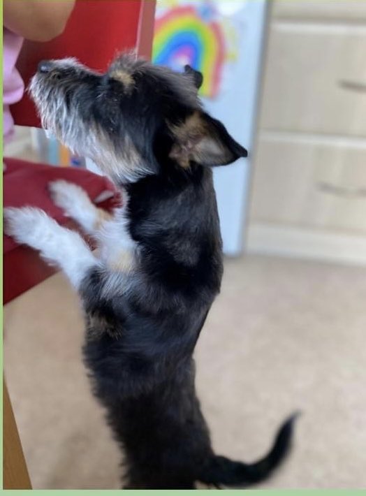 rosiedoc666's tweet photo. #findRaven
Just look at her π€¦π»ββοΈ
She needs to be home
Poor baby
#Dogtheft #petabduction
ITS A CRIMINAL OFFENCE
#Stolen from #NN10 1/10/22
https://t.co/D5X2PQbeIa
@rushdenmusic @RushdenPrimAcad @RushdenReporter @rushdenswimming @RushdenTownCC @RushdenVets @JacquiSaid @bs2510 https://t.co/hNlke7OJJG