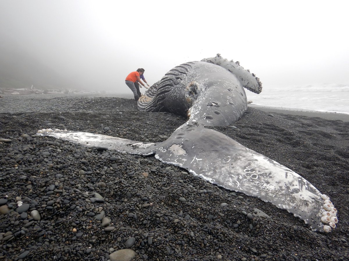 Cascadia Research Collective (@cascadiares) on Twitter photo Second whale ship strike mortality in Washington State in October confirmed
First was minke examined on 7 October and second was humpback necropsied on 9 October 2022. Take a moment to learn more. cascadiaresearch.org/announcement/s… Second whale ship strike mortality in Washington State in October confirmed
First was minke examined on 7 October and second was humpback necropsied on 9 October 2022. Take a moment to learn more. cascadiaresearch.org/announcement/s…