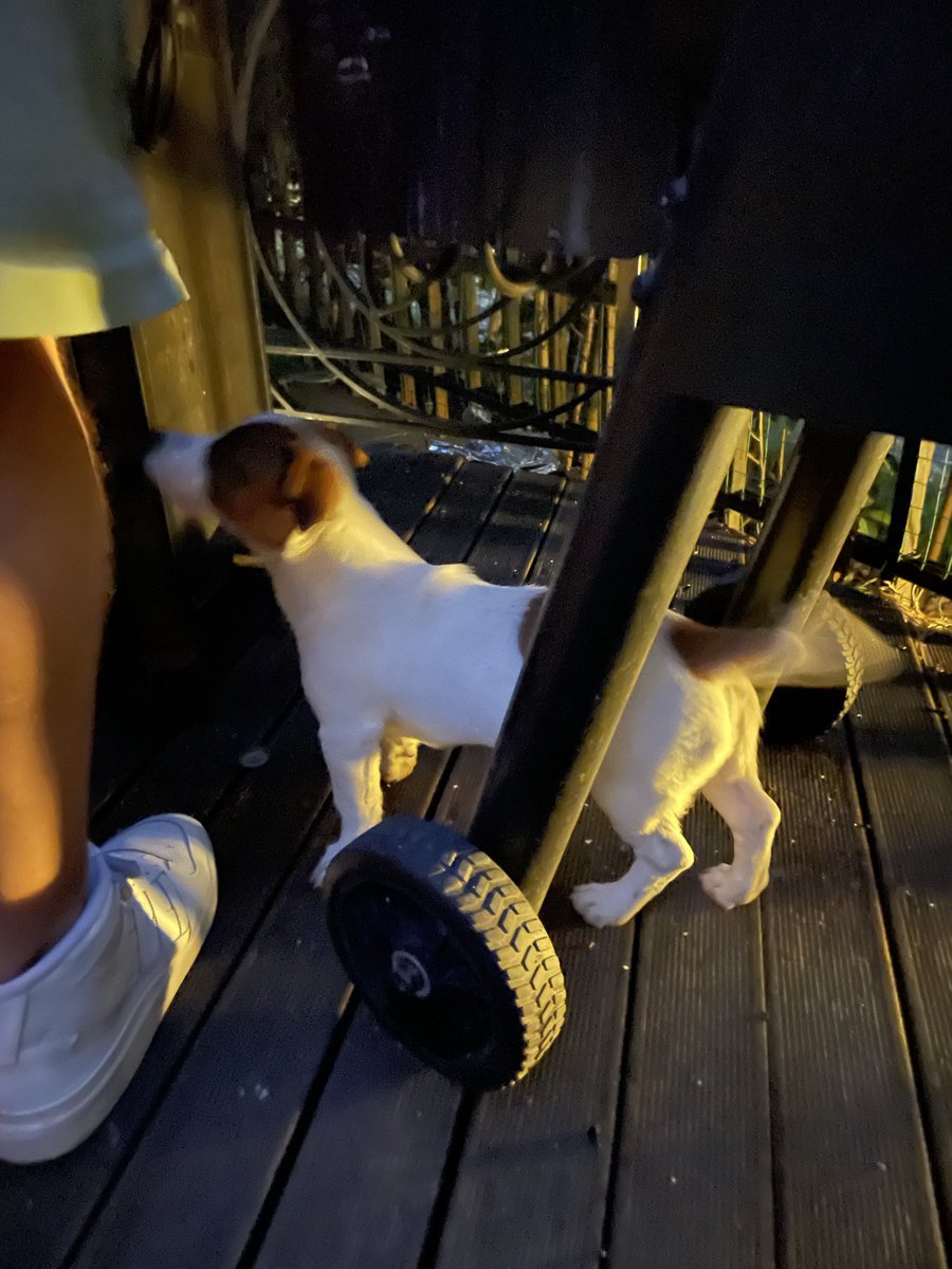 CC_interns's tweet photo. 🐶❤️ https://t.co/zpOZdYlm2P
