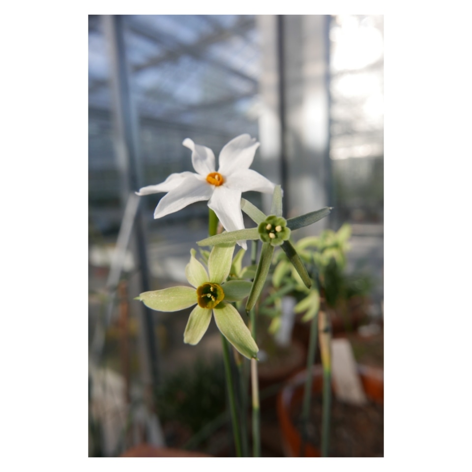 _TonyHall_'s tweet photo. Three of my favourite wild daffodils Narcissus serotinus, Narcissus viridiflorus and the rare sterile natural hybrid between the two of them, Narcissus x alleniae. All scented too ... https://t.co/GCs2dqr2iI