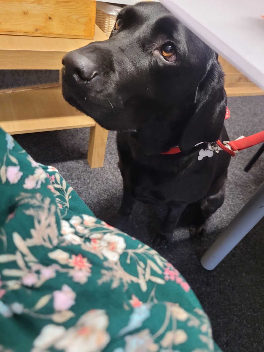 Cuddles with the lovely Daisy @SuperheroesSam today 💕 🐶 Keep your eyes peeled for some exciting new sessions for our community 😀 
#dogtherapy #petsastherapy #emotionalhealthsupport #childmentalhealth #selfesteem