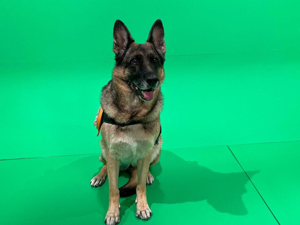 PBSKansasCH8's tweet photo. Fun Fact: If you dropped a steak on the ground, Nova is so highly trained that she would leave it alone! 🥩🐶 We can't say we could do the same... 🤔 #TrainedProfessional #AreWeThatGood #DogOfTheDay https://t.co/T9nnR4KXtE