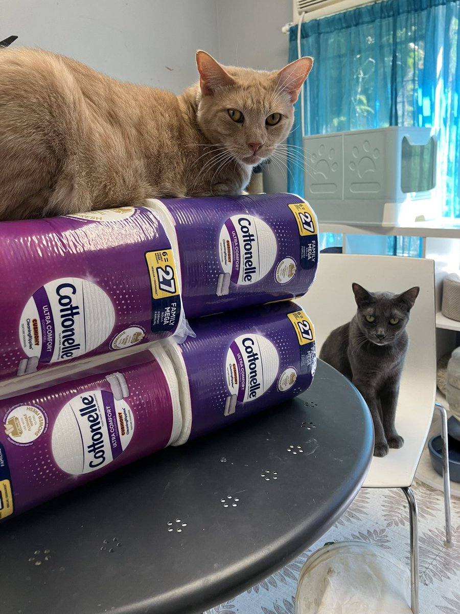 Casanova &amp; Ezzie can confirm #Cottonelle® Ultra Comfort tp is so comfortable that it makes the perfect place for a #cat nap😻

📸:<a href="/KittCrusaders/">Kitt Crusaders</a>