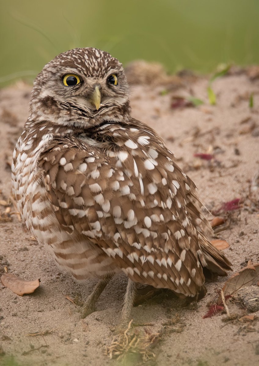 Burrowing owl.
(Photo courtesy of @birdcrazed6)
#wildlifephotography #nature #bloodpressurebreak #birdtwitter #TwitterNatureCommunity #birds #owls #burrowingowl