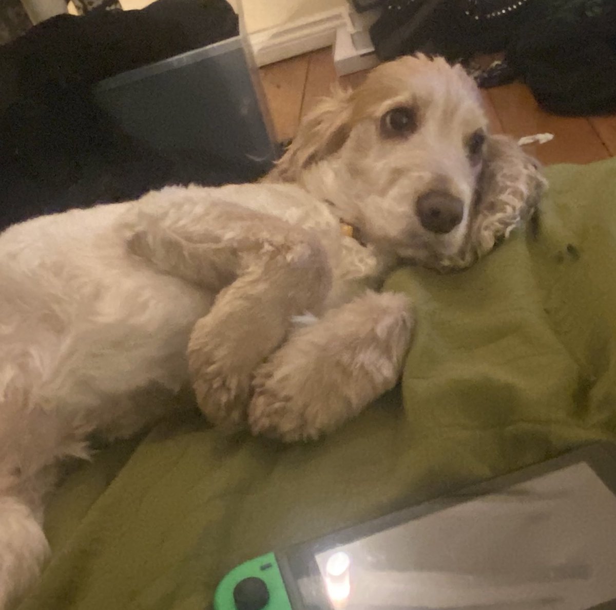 alice the dog tweet media