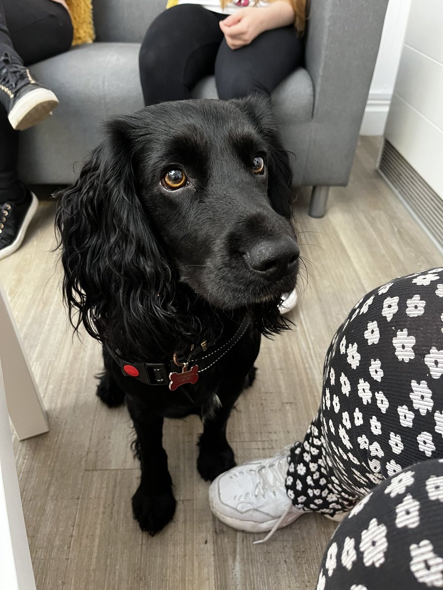 pinccollege's tweet image. We had Monty with us in York today, he’s a wonderful therapy dog, both staff and students benefitted from having him around. Monty definitely enjoyed making new friends. 
#therapydog #projectinc #PINCCollege #PINCYork