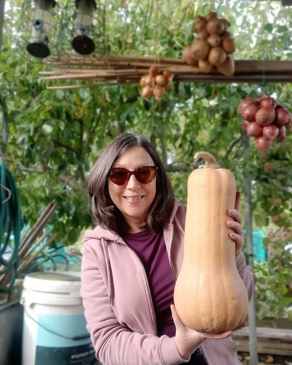 We're still busy on the plot and presenting our butternut squash. They're pretty much all this big, going to take some eating . #growyourown #autumn #Harvest #allotment
