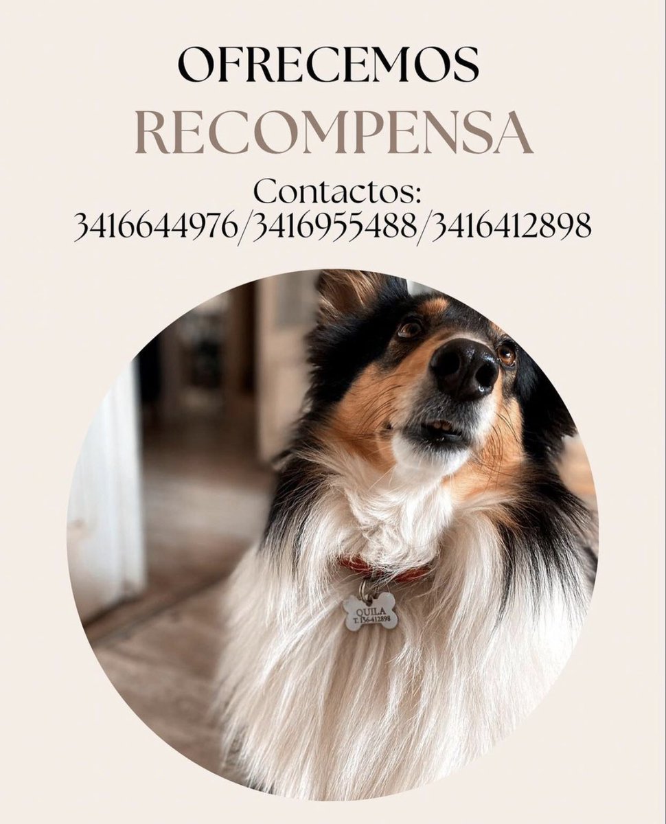 b_pauuuu's tweet image. QUILA NECESITA DE VOS PARA VOLVER A CASA 🐾
¿Cómo ayudarnos?
✅ Retweet.
✅ Si la ves, retenerla con tranquilidad (sino corre)
✅ Si no pudiste agarrarla, intentar tomarle una foto y avisarnos dónde. 
✅ Si sabes de alguien que puede tenerla, darnos info.
OFRECEMOS RECOMPENSA 💲