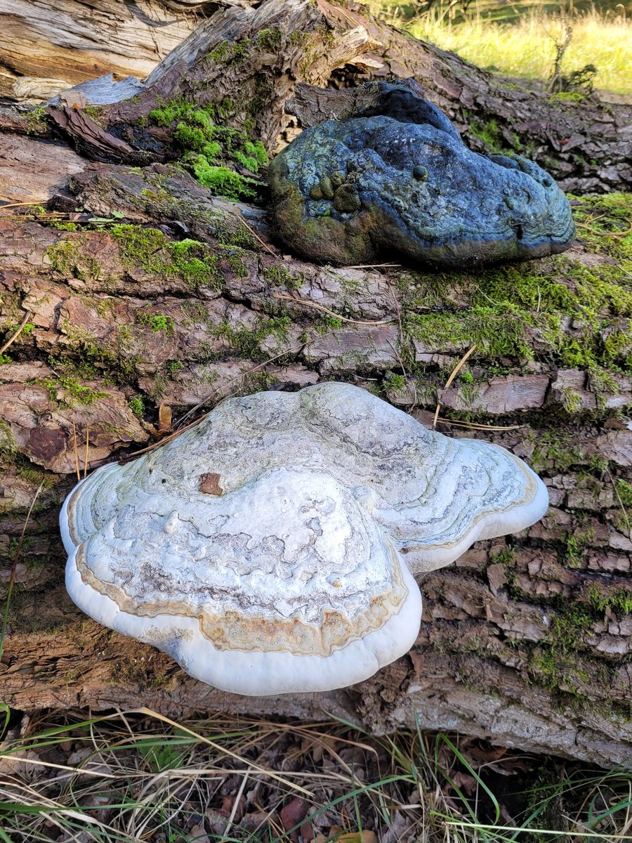 Afgelopen zondag in het Amsterdams waterleiding duinen