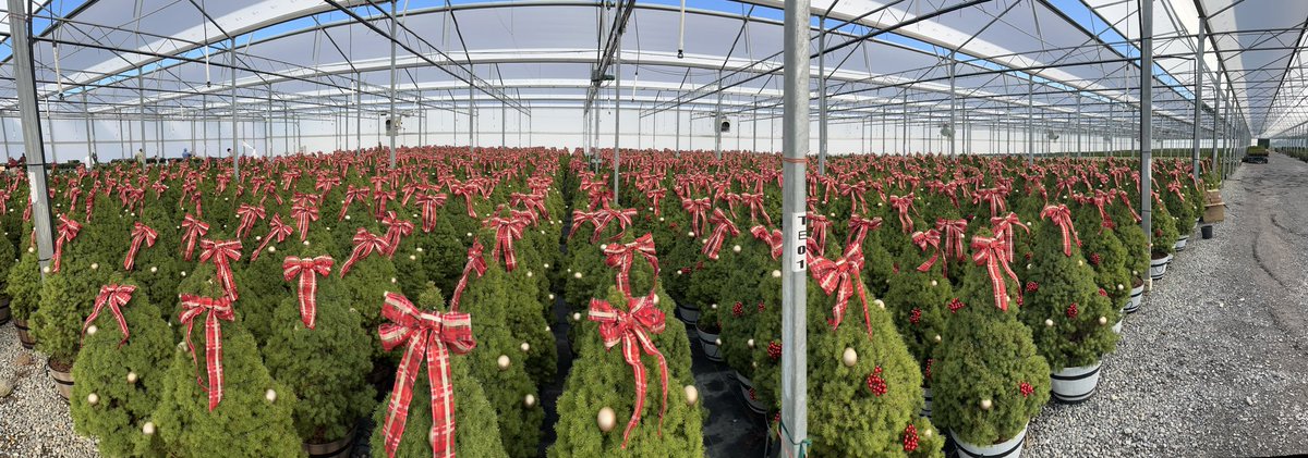 BellNursery's tweet photo. While we’re all excited about fall, holiday preparations are in full swing. We can hear the caroler’s, bells &amp; feel the frost nipping our noses. #itwillbeherebeforeyouknowit #Bellsholidays #ChristmasTree @brettguthrie8 @brianfrombell https://t.co/uIKaiMIila