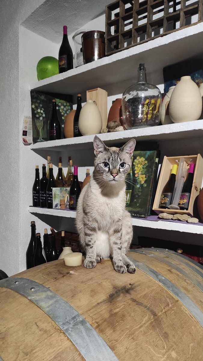 BlancaOzcariz's tweet photo. When i work until night i never feel alone 😉
Company de feines nocturn 😉
#biodynamicfarming
#VisitCellar #OrganicFarmers
#NaturalWine #VinNaturel
#DestilemVida
#Enotourism #winelover
#Enoturism
#Oenoturisme https://t.co/N7thrQ3Jti