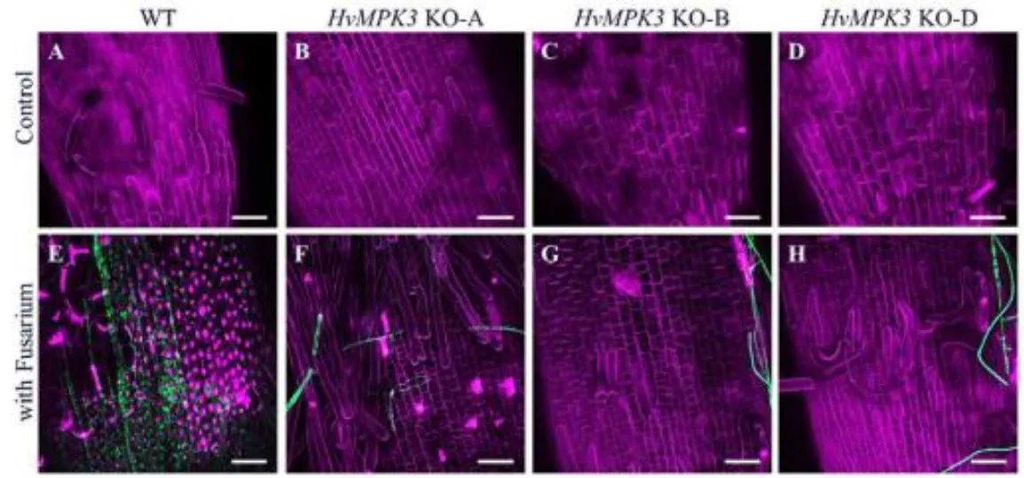 PlantPhys's tweet photo. NEWS &amp; VIEWS:  Getting defensive: kinase MPK3 offers a target for breeding Fusarium-resistant barley (Manqi Zhang, Yajin Ye) https://t.co/ivzKLBRErS @Samaj_lab #PlantSci @ASPB https://t.co/NYufEC3VV2