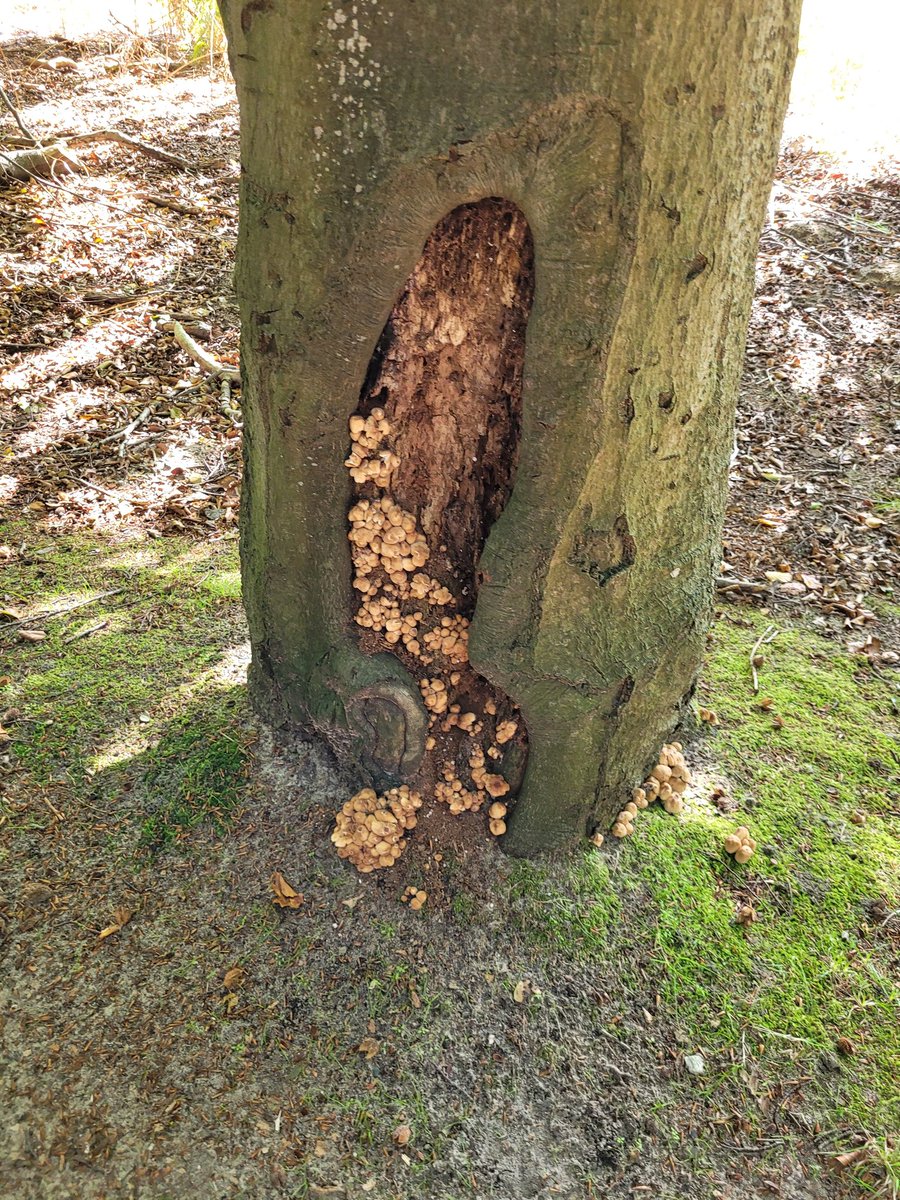 Nog paar uit de Amsterdamse waterleiding duinen  van afgelopen zondag. 🍄🍄