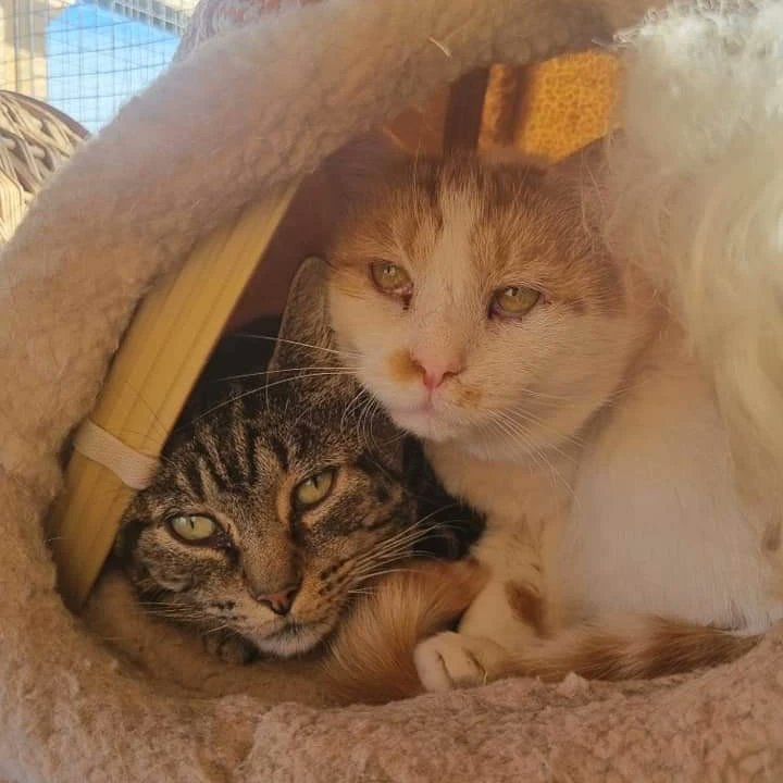 Stray Cat Rescue Team West Midlands tweet media