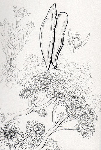 TwiningTree's tweet photo. Today's #Nature post is #LifeEverlasting. 😄 Seen as a feminine plant connected to Venus, the element Air, and it's properties concerning health, healing, and longevity. It's name is derived from it's ability to be used or stored well after it has been dried. #art #pagan #flowers https://t.co/NJI1xiivST