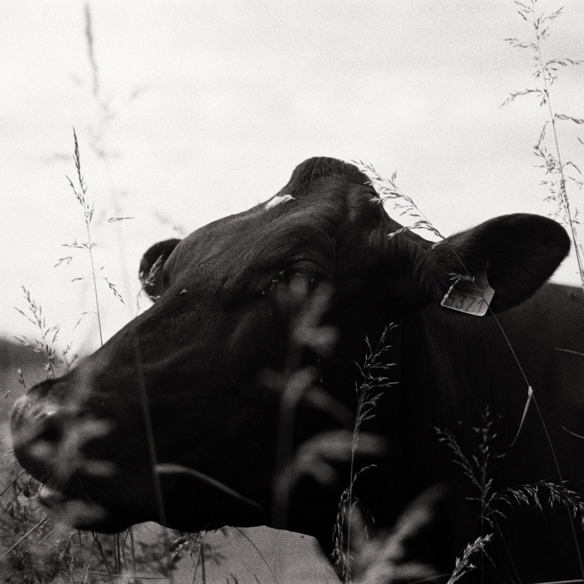 Connect the dots with this monthly pick! 🐮👀

“Cowspiracy: The Sustainability Secret” (2014), shows how factory farming is decimating the planet's natural resources and explains why this crisis has been largely ignored by major environmental groups.
#Rural #farming #cows