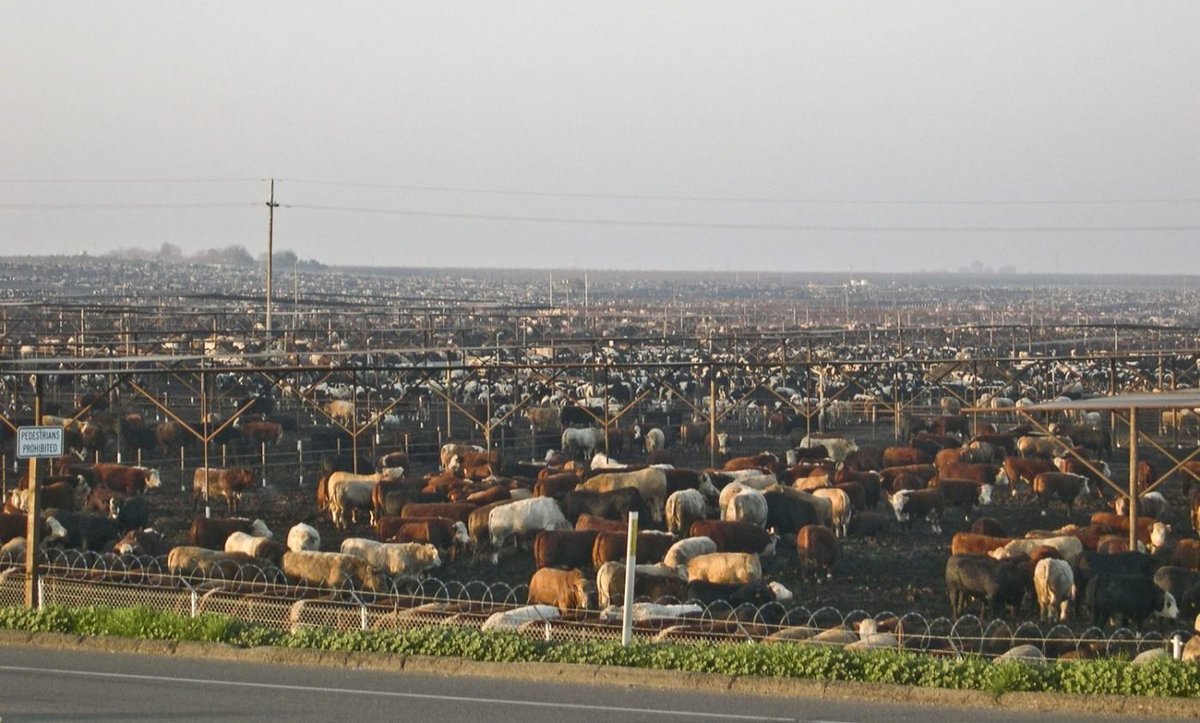 curious_founder's tweet image. Meat companies are trying to convince people that beef production looks like the image on the left. 

But virtually all of the beef people eat is raised on factory farms like the image on the right.

"Sustainable beef" is a complete fiction.
