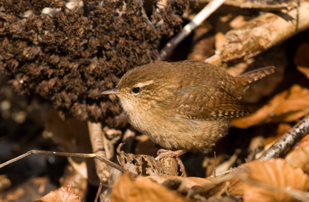 BirdLifeLU's tweet photo. Jedes Jahr aufs Neue werfen Bäume und Sträucher ihre Blätter ab und können so für jede Menge Arbeit im #Garten sorgen. Dabei ist es viel sinnvoller, sich diese Arbeit zu ersparen. Das Herbstlaub bietet vielen Tieren einen wertvollen Unterschlupf. #Gartentipps Foto: Michael Gerber https://t.co/tscQ9NJKGB