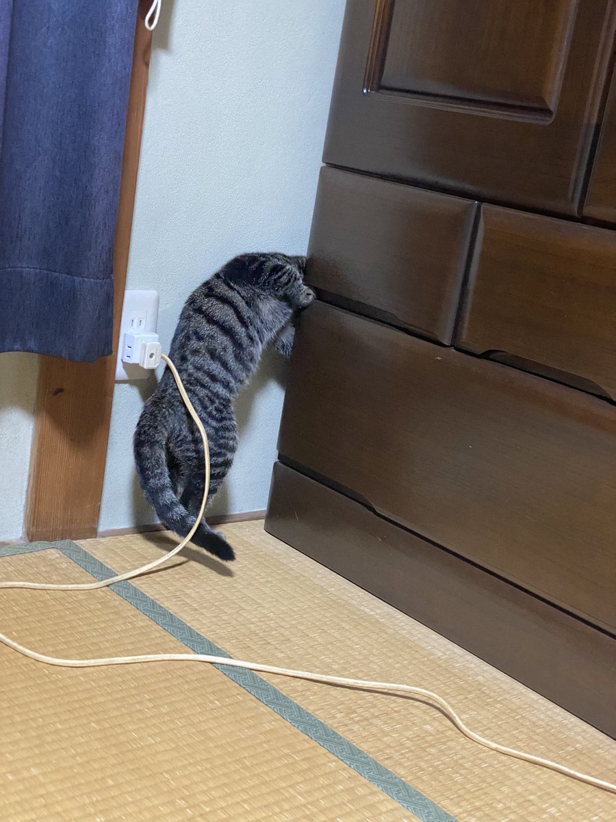 入れないところに入りたがるモカ