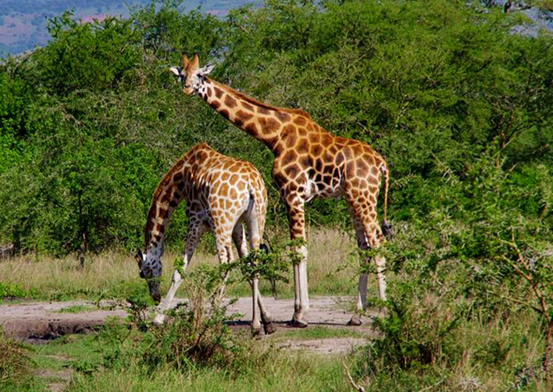 ActiventuresMI's tweet photo. Activentures Africa Safaris offers a wide variety of vacation packages to fit your schedule, taste, and budget. #SafariTours https://t.co/amiVgI0Wie https://t.co/Z3DxKr10ih