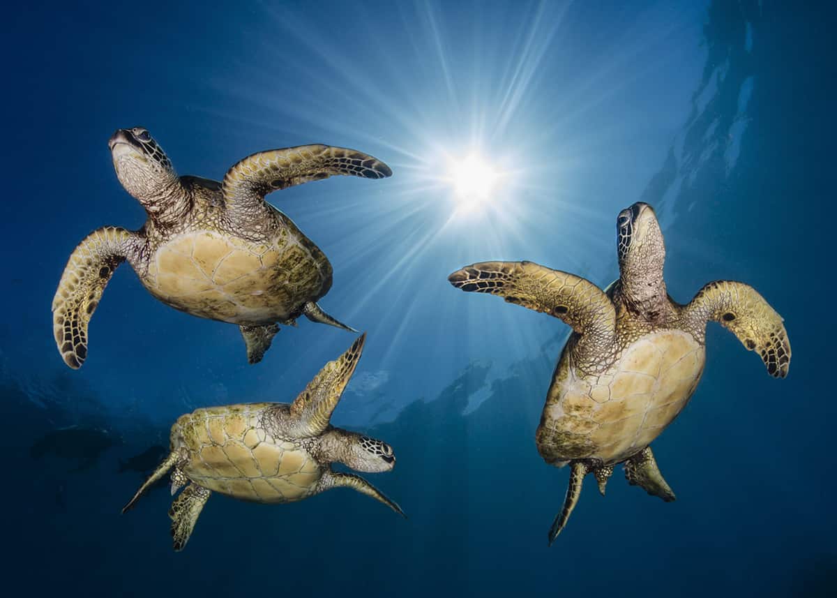 creapills's tweet photo. Découvrez les magnifiques photographies sous-marines lauréates de l’Ocean Photographer of the Year 2022

Voir tous les lauréats : https://t.co/Wm4YTgfLnA https://t.co/ZJN0FXl0RS