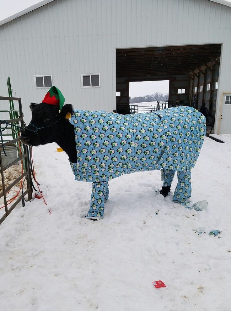 vaquinhasz's tweet photo. vaquinha de pijaminha, te convidando pra festa do pijama dela 🐄🧥 https://t.co/70JUL6O30O