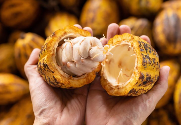 Cacaoesvida8's tweet photo. El Cacao es Vida. Si quieres colaborar con nuestra fundación @Cacaoesvida8 escribenos un mensaje, y lo hablamos. ¡Saludos! https://t.co/PArdVBbZI4