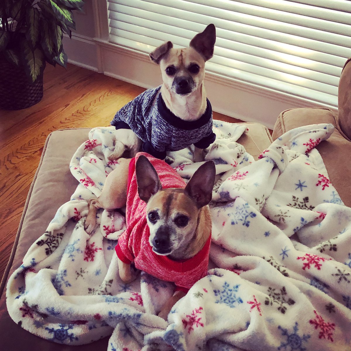 amysbennett's tweet photo. Mom and Dad are going to the Braves game today and all we get are these Braves color sweatshirts.  #BravesCountry #RepTheA #back2battle #Postseason #gobraves #daytimebaseball https://t.co/m4iCU09r2K