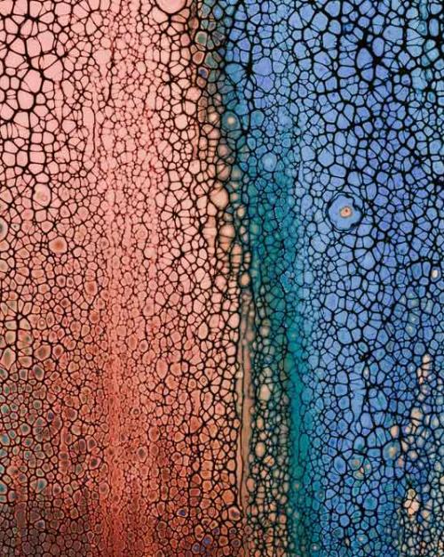CornellArts&Sciences (@cornellcas) on Twitter photo When ruptures, fissures and breaks can no longer be ignored, it’s time for repair, this year's <a href="/sochum/">Cornell Society for the Humanities</a> theme & the focus of the Society's fall conference, Oct. 20-21. Ten brief talks and two keynote lectures are open to the public, at the AD White House.
as.cornell.edu/news/conferenc… When ruptures, fissures and breaks can no longer be ignored, it’s time for repair, this year's <a href="/sochum/">Cornell Society for the Humanities</a> theme & the focus of the Society's fall conference, Oct. 20-21. Ten brief talks and two keynote lectures are open to the public, at the AD White House.
as.cornell.edu/news/conferenc…