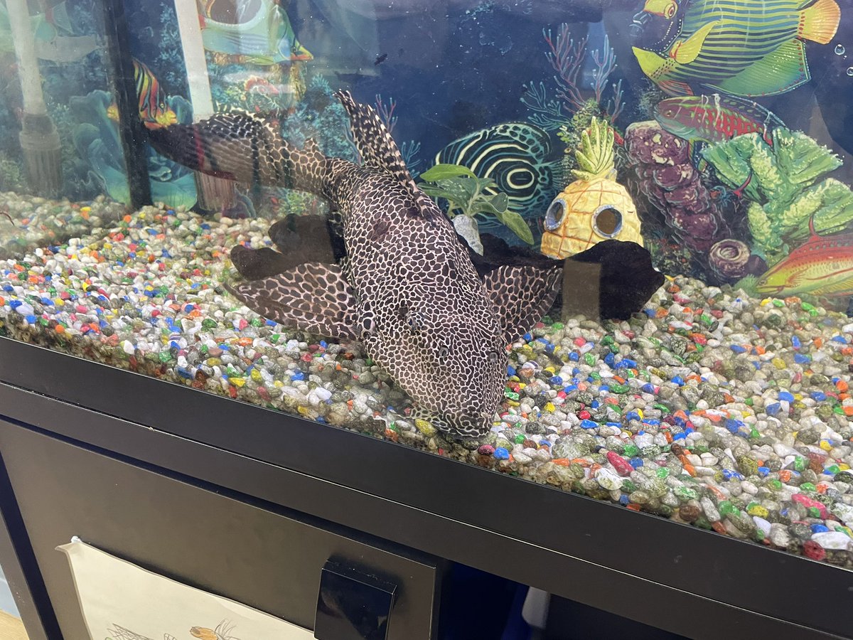 jmellor3's tweet image. Day Two - Thank you @alisonsmith2306  @CHFTNHS - helping “Team Paeds” on our journey to outstanding. Improving patient experience and also catching up with 42 year old Moby the fish 🐠in Children’s Outpatients. @SiRileyFuller @ShellLouise10 @ecggh4