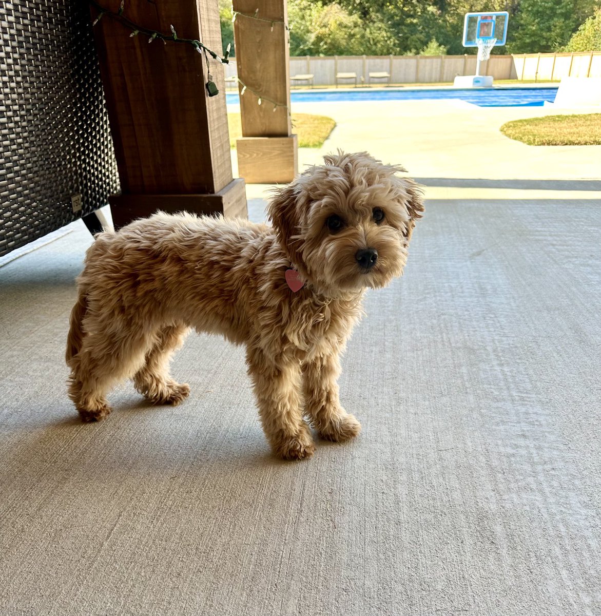 finley_trachsel's tweet photo. I got a haircut today! Have to be looking my Sunday best for this weekends 🥎 games ❤️💙 Come cheer on the Rebs Sunday!! #HaircutByMom 🫣#MyFirstGames @OleMissSoftball @Jamie_Trachsel https://t.co/RJIaD8L4Fd