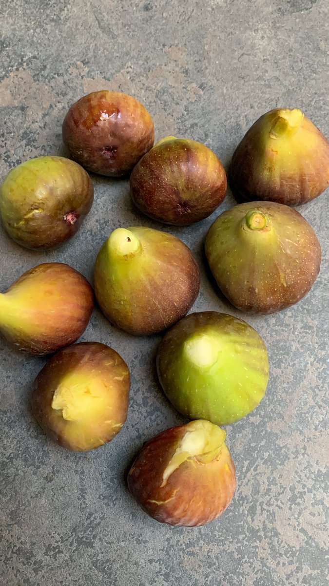 Josh Elden tweet media