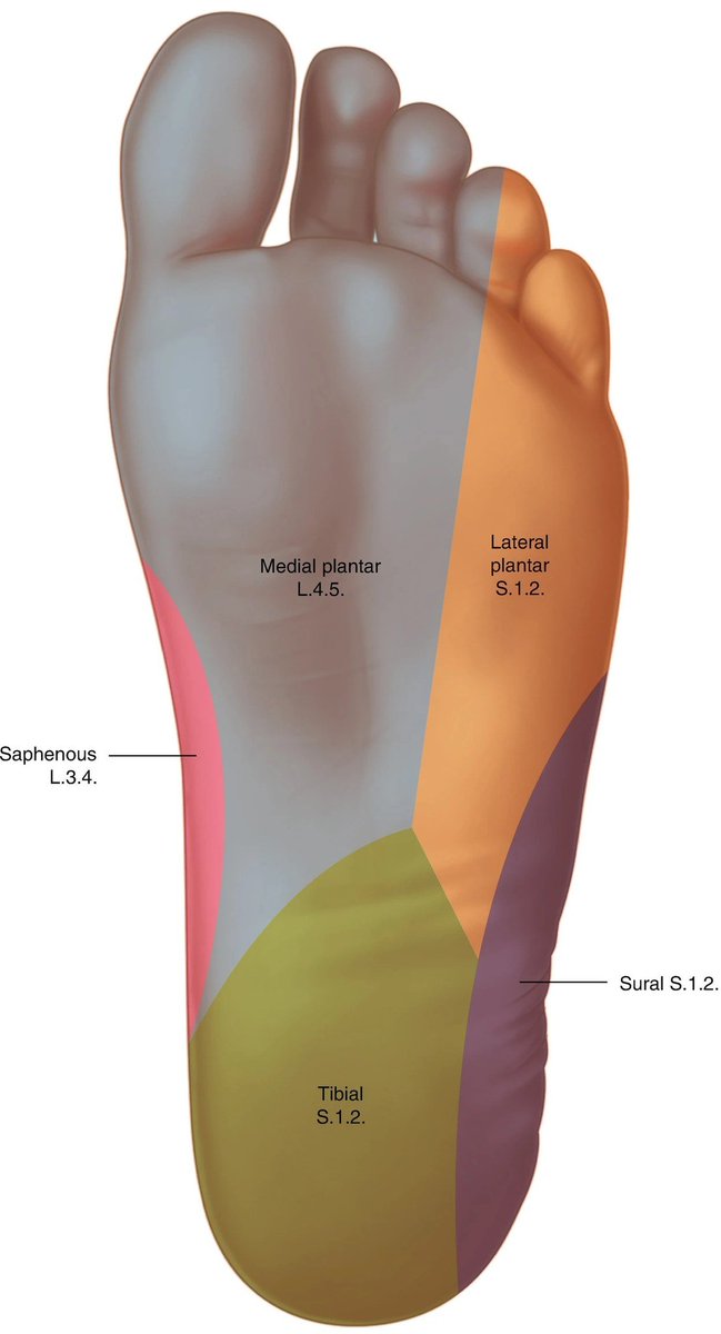 Sensory innervation territories of the foot sole🦶

👇👇👇

🩻 Picture: Navlani, R., Giammittorio, S.A. (2021). Medial Ankle/Plantar Foot Tendons. In: Onishi, K., Fredericson, M., Dragoo, J.L. (eds) Tendinopathy. Springer, Cham. doi.org/10.1007/978-3-…