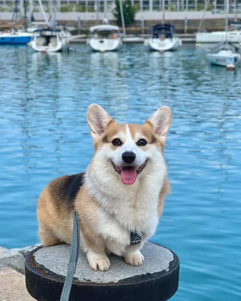I went for a walk today, will anyone be upset to hear this....😁😆😝
#Corgi #CorgiCrew #dogsoftwitter