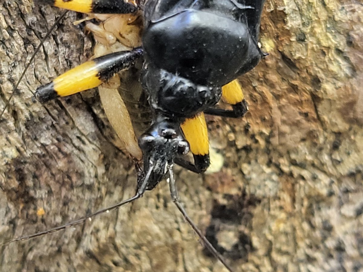 ReptileCentre's tweet photo. Our white Spot Assassin bugs! The eat in a similar way to spiders and tend to live in large family groups! #assassinbugs #invertebrate #inverts #northampton https://t.co/4AjCaVLGJ8