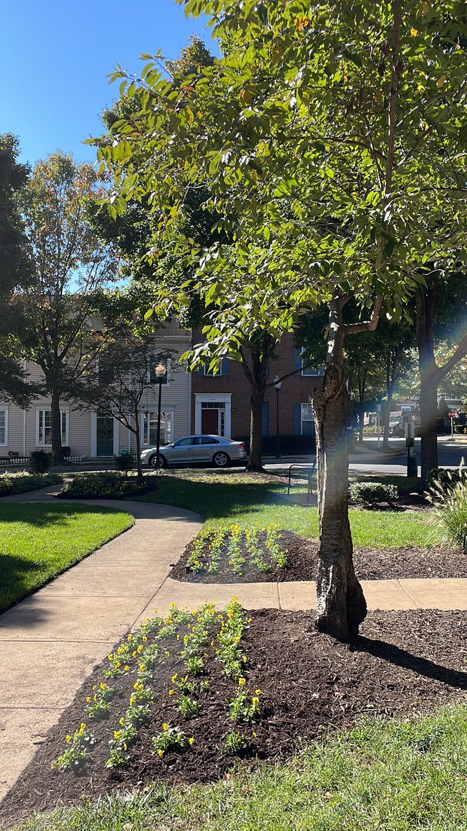 jesslsande's tweet photo. Wishing as much effort and investment on grounds up keep  would be spent on the property @EquityRes Town square Mark Center. Two months and counting with incredibly slow responses to health and sanitary issues or basic up keep in our beautiful townhome. https://t.co/6Zy10Rh6Ck