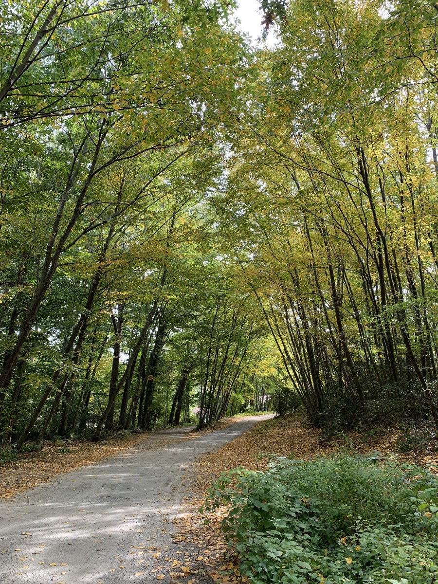 poppingbeanz's tweet photo. The fall colors are really starting to pop out here, this is in my driveway. Can’t wait for the reds to come out more in the coming weeks.
Do you love the fall foliage? It’s a staple of New England culture for sure.
#Mmemberville #fall #leaves #ctfall #weed https://t.co/GE4IFKR25q