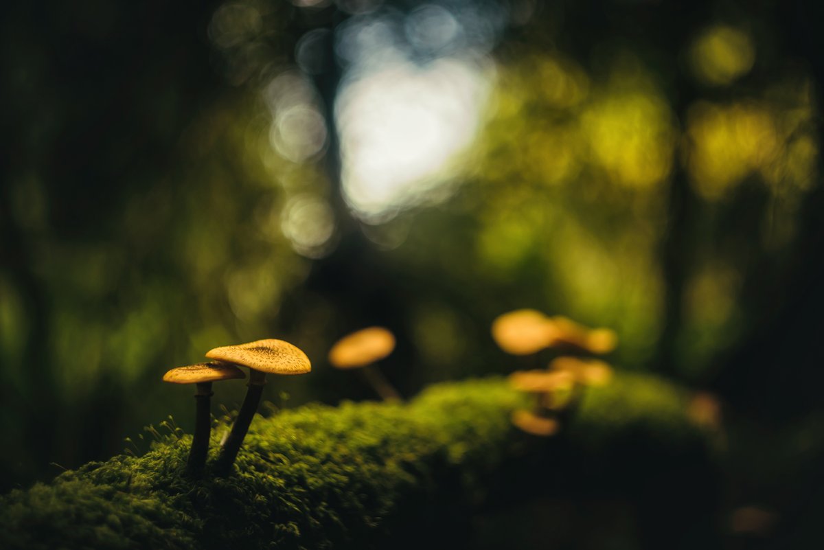 #mushrooms #fungi #woodlands #moss #northlew #devon