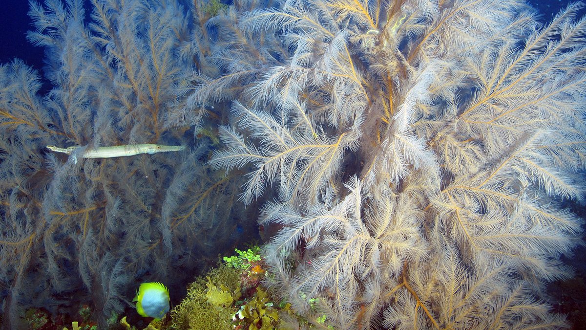 FGBNMS's tweet photo. Z is for Zones!
Biological #Zones include the #MesophoticZone (AKA Twilight Zone) and the Coral Cap. https://t.co/BSgq0BBxR0
Management Zones restrict activities in certain areas, like No Activity Zones & Coral HAPCs.
https://t.co/OF77dbT0IW
#AlphabetDays https://t.co/oNaL8nHaxz
