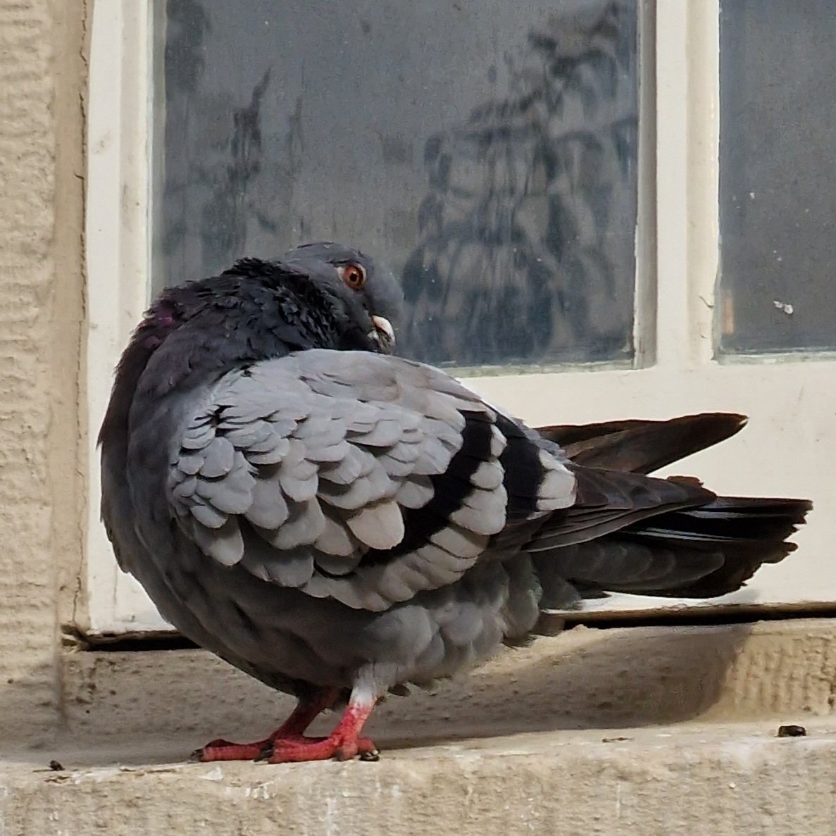 huugvanooijen's tweet photo. #stadsduif ##citypigeon #westermarkt #amsterdam #birds #vogels #mobilephotography #nofilter #birdphotography #animalphotography #dailybird https://t.co/VwtrLNgiOQ