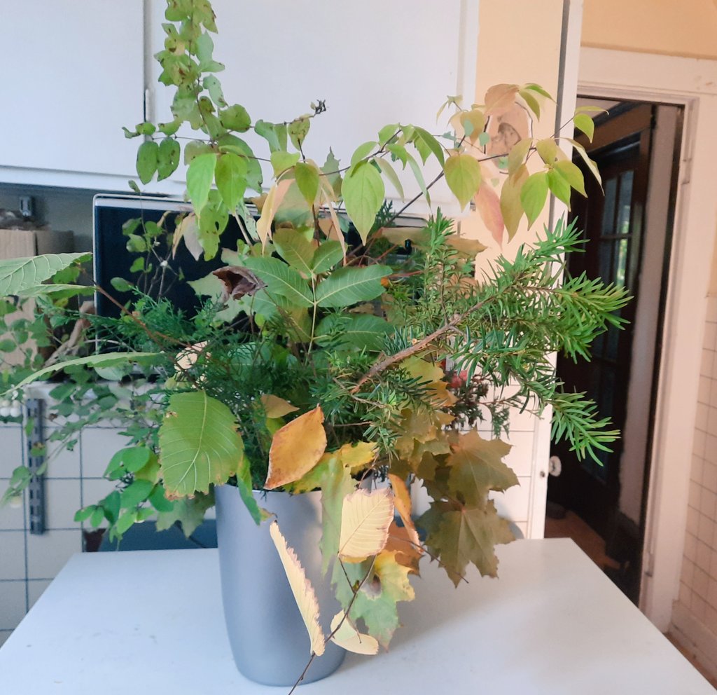 eleanor70001's tweet photo. The fun part of #Sukkot is collecting assorted branches. On my small city lot I can find 10 kinds of trees! #Sukkoth https://t.co/kPNjGpIztS